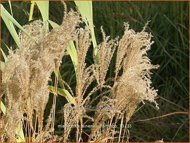 Miscanthus sinensis 'Flamingo' | Prachtriet, Japans sierriet, Chinees riet