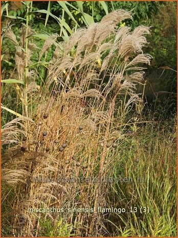 Miscanthus sinensis 'Flamingo' | Prachtriet, Japans sierriet, Chinees riet