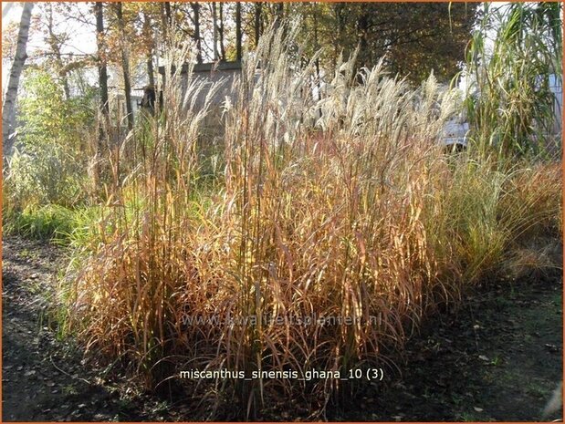 Miscanthus sinensis 'Ghana' | Chinees prachtriet, Chinees riet, Japans sierriet, Sierriet | Chinaschilf