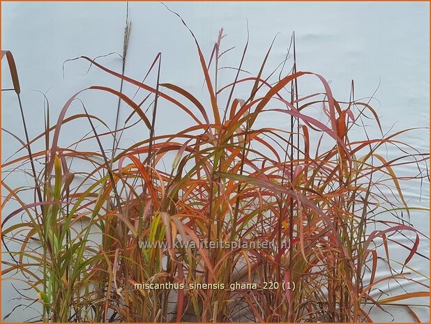 Miscanthus sinensis 'Ghana' | Chinees prachtriet, Chinees riet, Japans sierriet, Sierriet | Chinaschilf