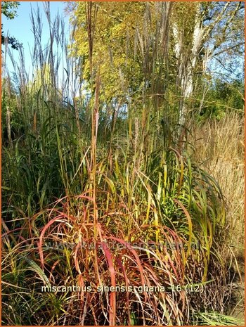 Miscanthus sinensis 'Ghana' | Chinees prachtriet, Chinees riet, Japans sierriet, Sierriet | Chinaschilf