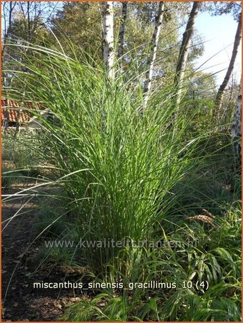 Miscanthus sinensis 'Gracillimus' | Prachtriet, Japans sierriet, Chinees riet