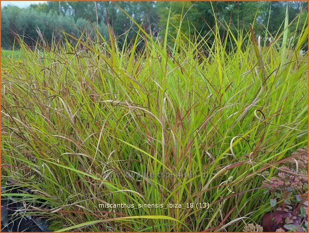 Miscanthus sinensis 'Ibiza' | Chinees prachtriet, Chinees riet, Japans sierriet, Sierriet | Chinaschilf