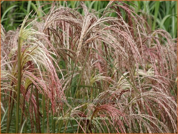 Miscanthus sinensis 'Kaskade' | Prachtriet, Chinees riet, Japans sierriet, Sierriet