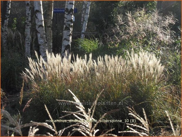 Miscanthus sinensis 'Kleine Silberspinne' | Prachtriet, Japans sierriet, Chinees riet