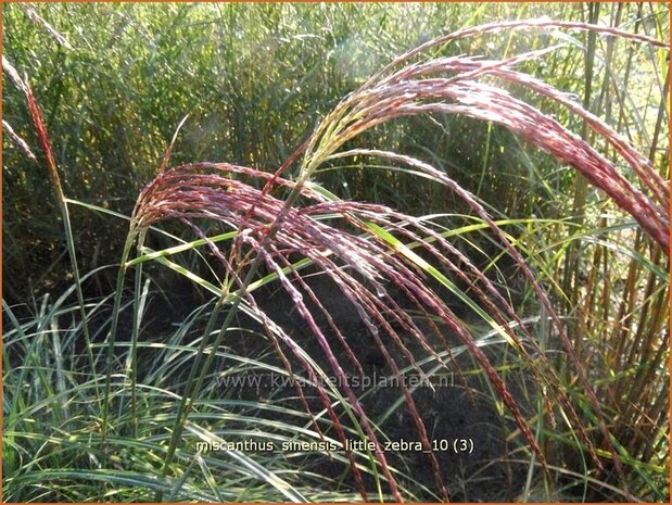 Miscanthus sinensis 'Little Zebra' | Prachtriet, Japans sierriet, Chinees riet