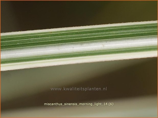 Miscanthus sinensis 'Morning Light' | Prachtriet, Chinees riet, Japans sierriet, Sierriet | Chinaschilf