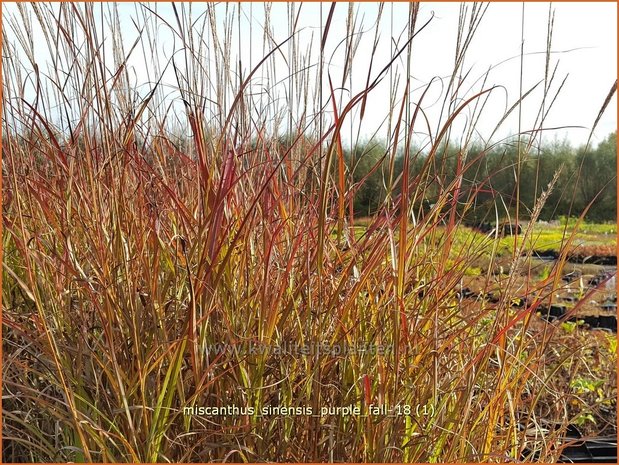 Miscanthus sinensis 'Purple Fall' | Prachtriet, Chinees riet, Japans sierriet, Sierriet | Chinaschilf
