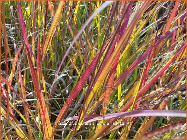 Miscanthus sinensis 'Purple Fall' | Prachtriet, Chinees riet, Japans sierriet, Sierriet | Chinaschilf