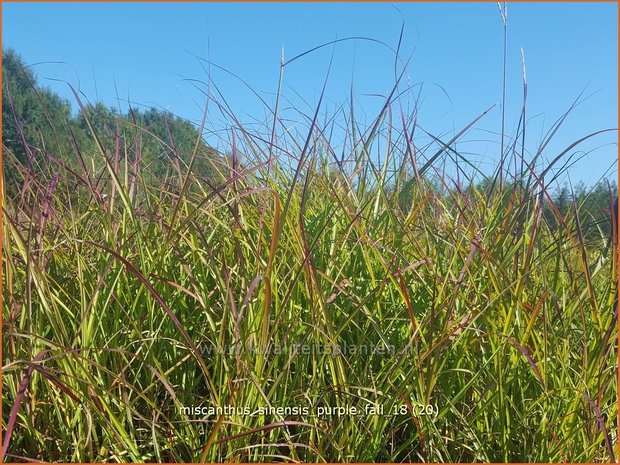 Miscanthus sinensis 'Purple Fall' | Prachtriet, Chinees riet, Japans sierriet, Sierriet | Chinaschilf