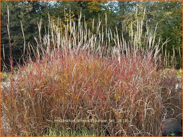 Miscanthus sinensis 'Purple Fall' | Prachtriet, Chinees riet, Japans sierriet, Sierriet | Chinaschilf