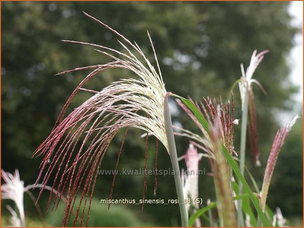 Miscanthus sinensis 'Rosi' | Prachtriet, Chinees riet, Japans sierriet, Sierriet | Chinaschilf