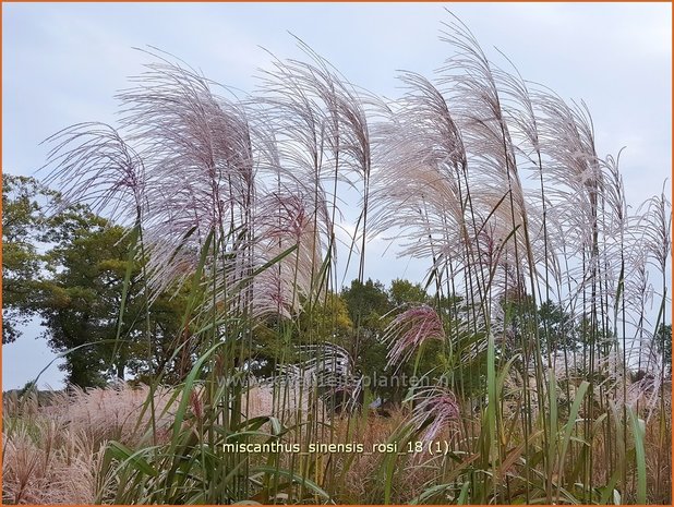 Miscanthus sinensis 'Rosi' | Prachtriet, Chinees riet, Japans sierriet, Sierriet | Chinaschilf