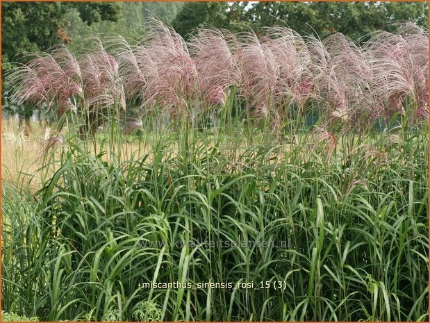 Miscanthus sinensis 'Rosi' | Prachtriet, Chinees riet, Japans sierriet, Sierriet | Chinaschilf