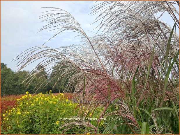 Miscanthus sinensis 'Rosi' | Prachtriet, Chinees riet, Japans sierriet, Sierriet | Chinaschilf