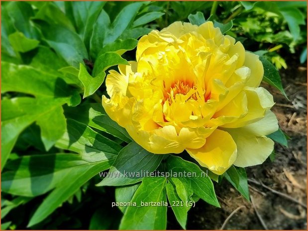 Paeonia 'Bartzella' | Pioenroos | Pfingstrose