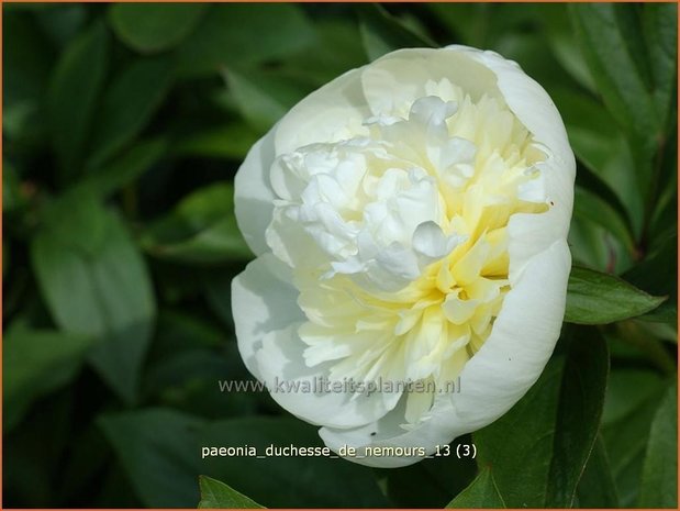 Paeonia 'Duchesse de Nemours' | Pioenroos