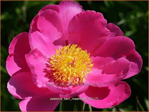 Paeonia 'Karl Rosenfield' | Pioenroos | Pfingstrose | Peony