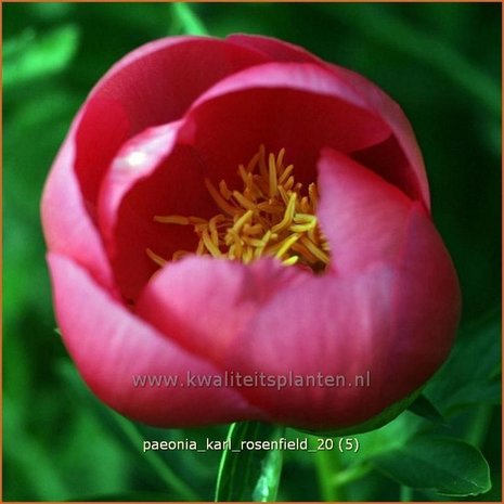 Paeonia 'Karl Rosenfield' | Pioenroos