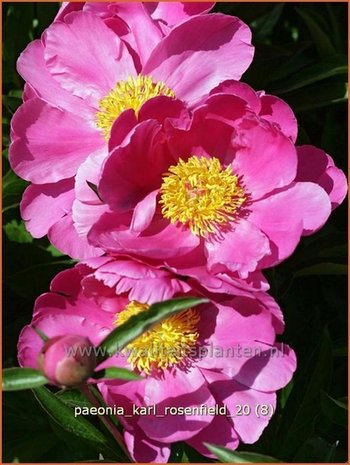 Paeonia 'Karl Rosenfield' | Pioenroos