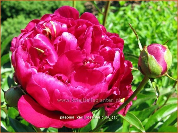 Paeonia 'Karl Rosenfield' | PioenroosPaeonia 'Karl Rosenfield' | Pioenroos