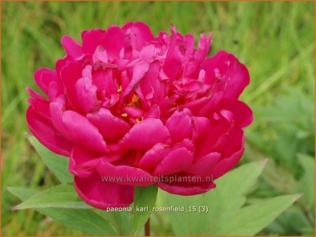 Paeonia 'Karl Rosenfield' | Pioenroos