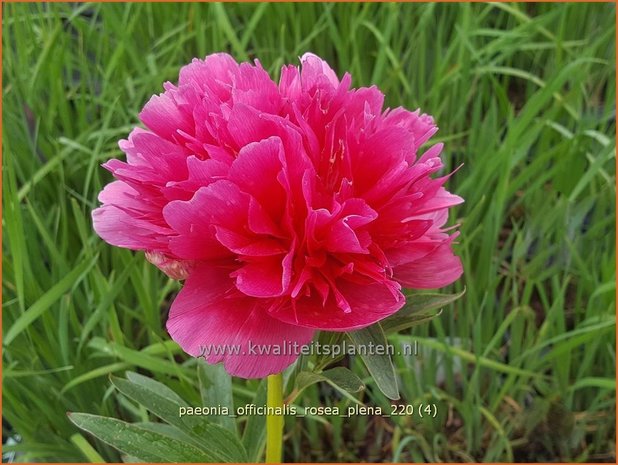 Paeonia officinalis 'Rosea Plena' | Pioenroos, Boerenpioen | Echte Pfingstrose