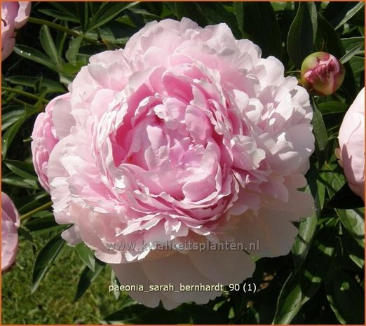 Paeonia 'Sarah Bernhardt' | Pioenroos