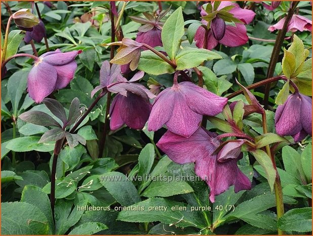 Helleborus orientalis 'Pretty Ellen Purple' | Kerstroos, Lenteroos, Vastenroos, Nieskruid | Lenzrose