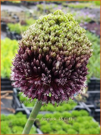 Allium 'Forelock' | Sierui, Look | Lauch