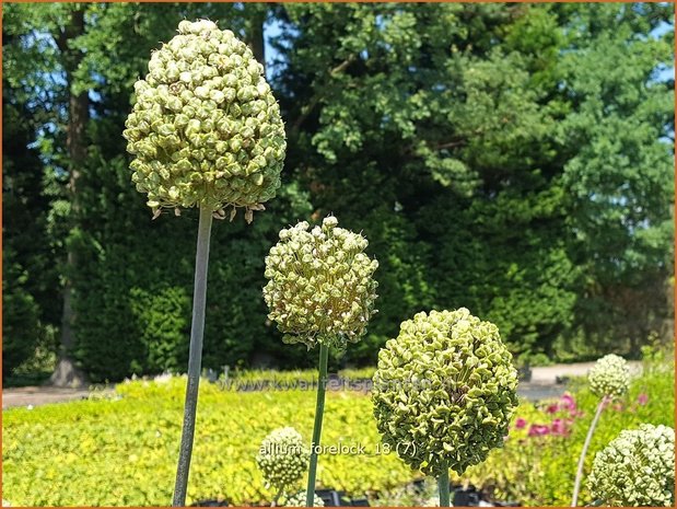 Allium 'Forelock' | Sierui, Look | Lauch