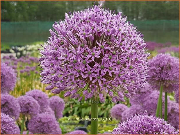 Allium 'Gladiator' | Reuzenlook, Sierui, Look | Lauch