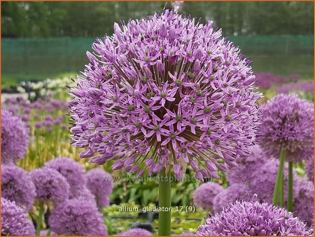 Allium &#39;Gladiator&#39; | Reuzenlook, Sierui, Look | Lauch