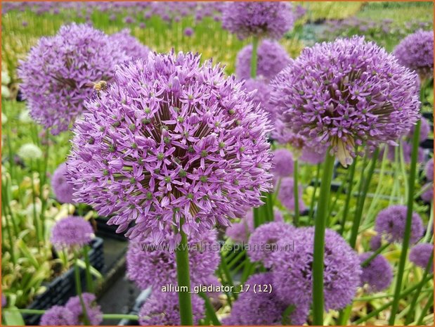 Allium 'Gladiator' | Reuzenlook, Sierui, Look | Lauch