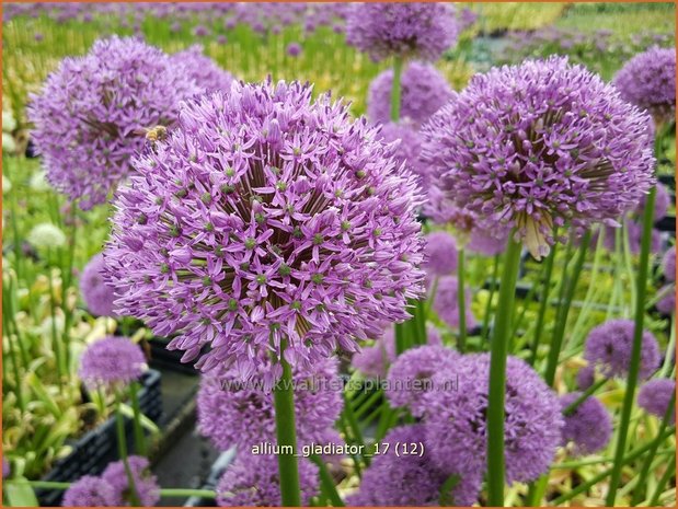 Allium &#39;Gladiator&#39; | Reuzenlook, Sierui, Look | Lauch