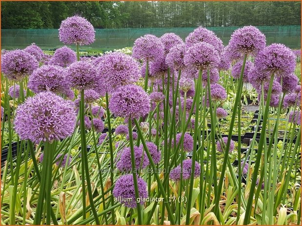Allium 'Gladiator' | Reuzenlook, Sierui, Look | Lauch