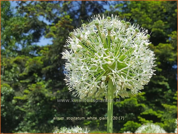 Allium stipitatum 'White Giant' | Sierui, Look | Gestielter lauch