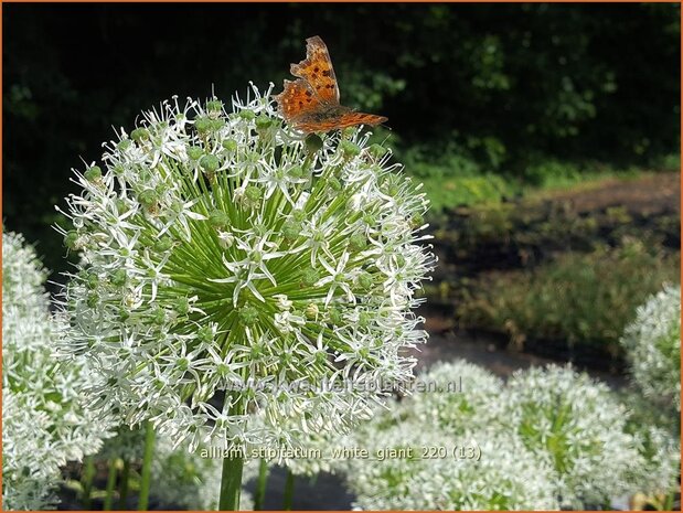 Allium stipitatum 'White Giant' | Sierui, Look | Gestielter lauch