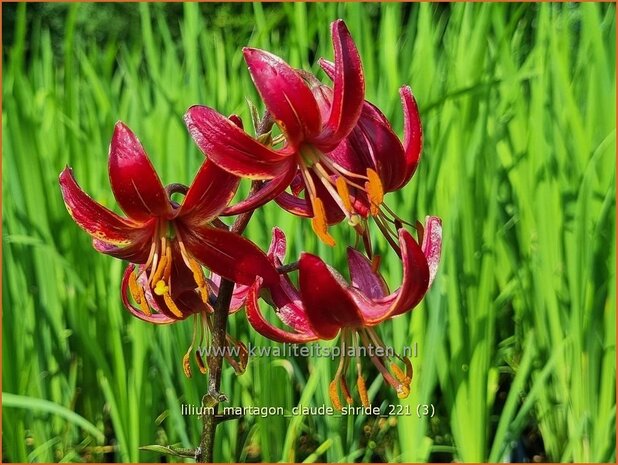 Lilium martagon 'Claude Shride' | Turkse lelie, Lelie | Türkenbund-Lilie