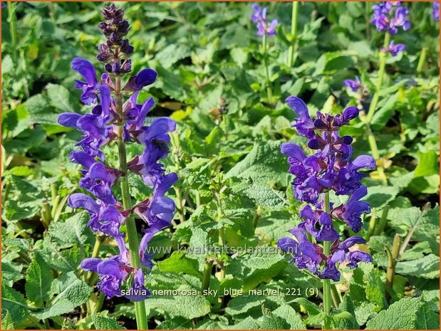 Salvia nemorosa 'Sky Blue Marvel' | Bossalie, Salie, Salvia | Steppensalbei