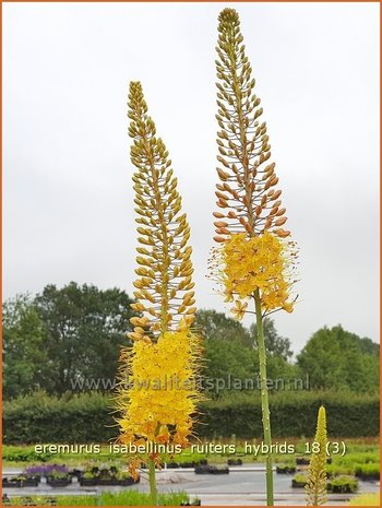 Eremurus x isabellinus Ruiter's Hybrids | Naald van Cleopatra, Spinnekop | Schmalblättrige Steppenkerze