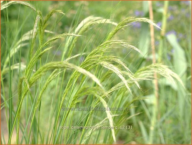 Stipa calamagrostis 'Lemperg' | Vedergras | Silberährengras