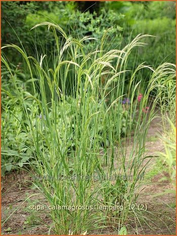 Stipa calamagrostis 'Lemperg' | Vedergras | Silberährengras | Silver Spike Grass