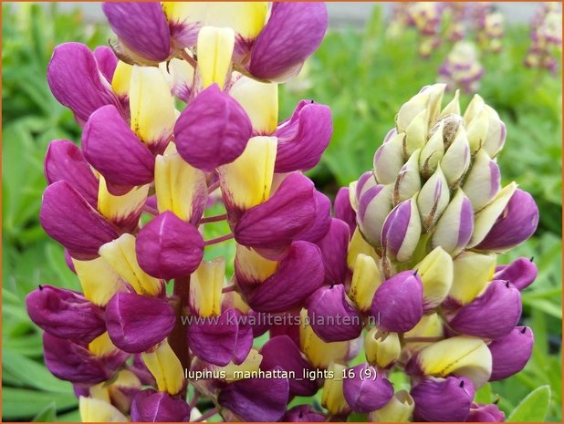 Lupinus 'Manhattan Lights' | Lupine | Lupine