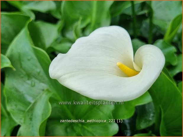 Zantedeschia aethiopica | Witte aronskelk, Callalelie | Zantedeschien