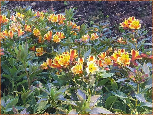 Alstroemeria 'Summer Breeze' | Incalelie, Peruviaanse lelie | Inkalilie