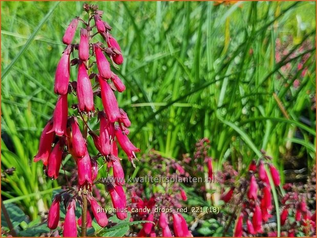 Phygelius 'Candy Drops Red' | Kaapse fuchsia | Kapfuchsie
