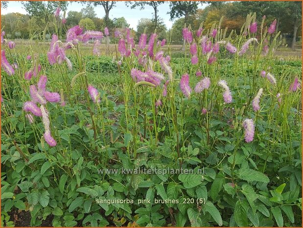 Sanguisorba 'Pink Brushes' | Japanse pimpernel, Pimpernel, Sorbenkruid | Japanischer Wiesenknopf