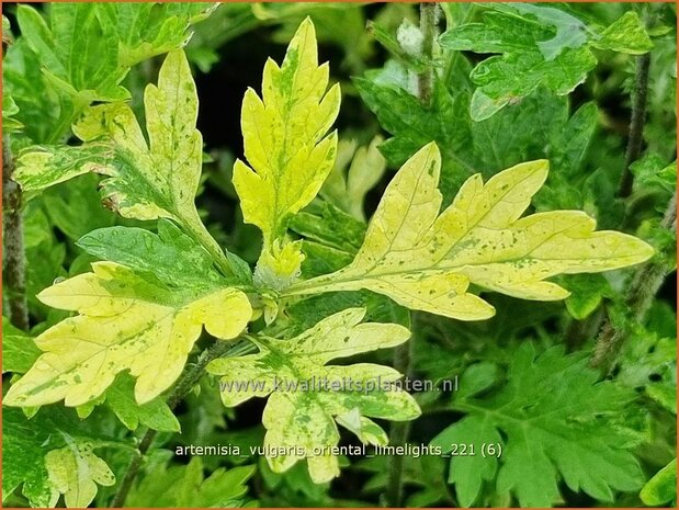 Artemisia vulgaris 'Oriental Limelight' | Bijvoet, Alsem | Gewöhnlicher Beifuß