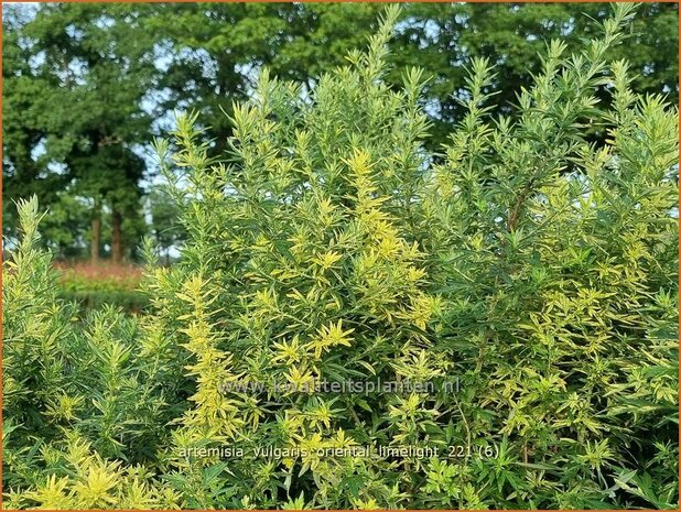 Artemisia vulgaris 'Oriental Limelight' | Bijvoet, Alsem | Gewöhnlicher Beifuß